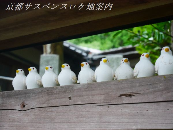 鳩