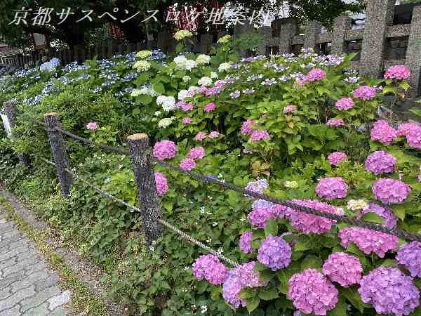 満開の紫陽花