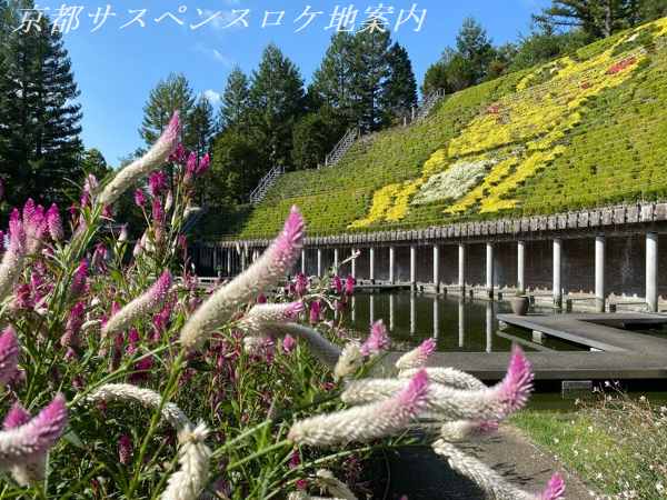 セロシアの花