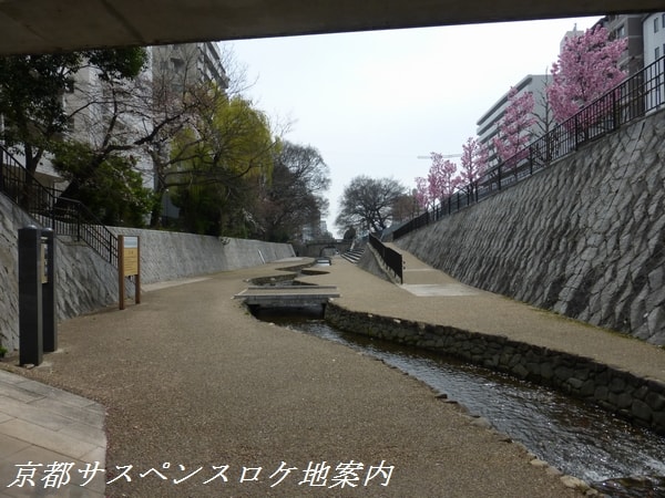 堀川の桜